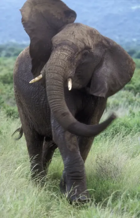 Framed Print : African Elephant - swinging trunk Framed Print : African Elephant - swinging trunk