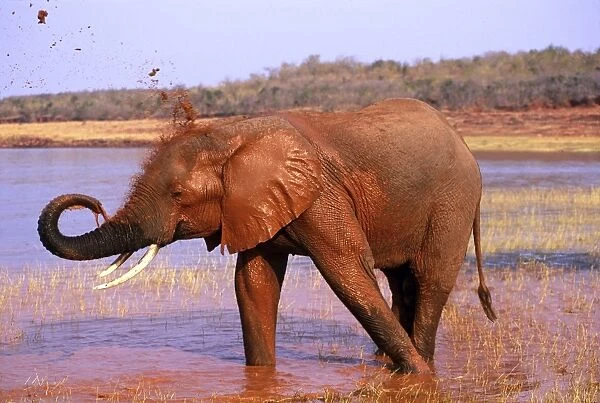 African Elephant - Taking mud bath. Lake Kariba, Zimbabwe, Africa. 3ME1046P
