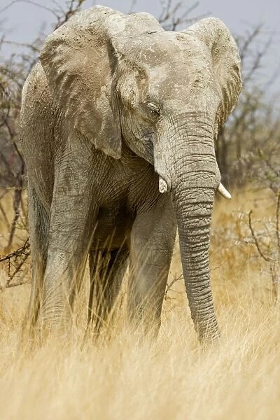 African Elephant - in tall yellow grass - Etosha National Park - Namibia - Africa