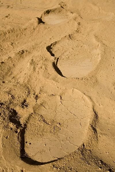 African Elephant tracks in soft powdery river sand - desert adapted - Abahuab River - Damaraland - Western Namibia - Africa