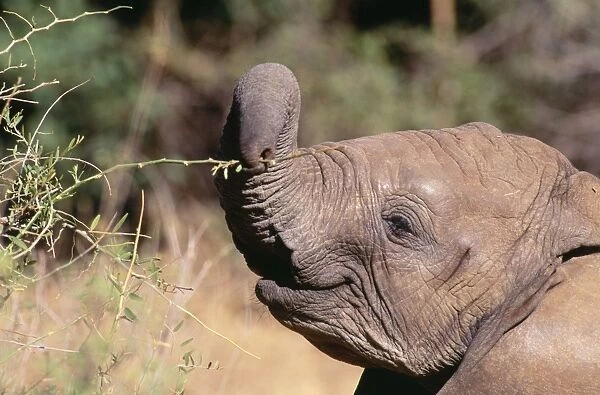 African Elephant - using tip of trunk Samburu National Park, Kenya, Africa