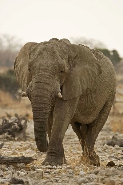 African Elephant - walking through white rocks at water hole - Etosha National Park - Namibia - Africa
