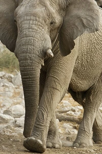 African Elephant - walking through white rocks at water hole - Etosha National Park - Namibia - Africa
