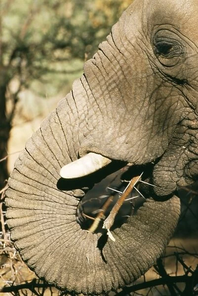 African Elephant WAT 6241 Eating Acacia twig. Loxodonta africana © M. Watson  /  ARDEA LONDON