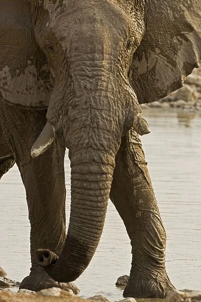 African Elephant - at a water hole - Etosha National Park - Namibia - Africa
