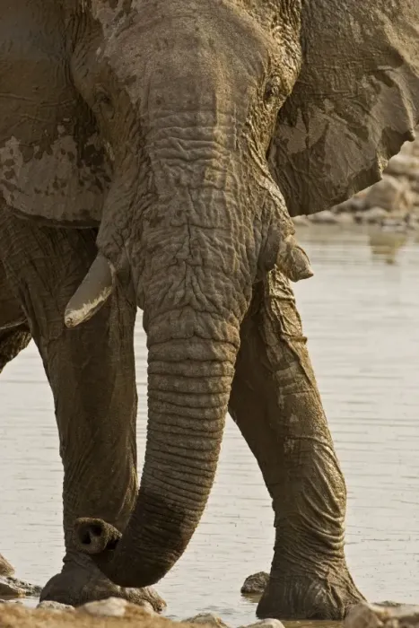 Framed Print : African Elephant - at a water hole - Etosha National Park - Namibia - Africa Framed Print : African Elephant - at a water hole - Etosha National Park - Namibia - Africa