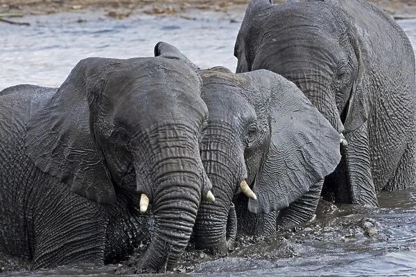 African Elephant - in water pool - Etosha National Park - Namibia - Africa