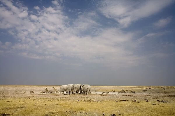 African Elephant - wide angle view at a water hole with plains game waiting - Etosha National Park - Namibia - Africa