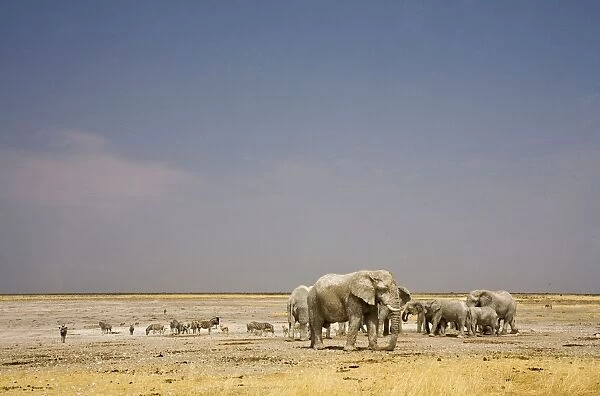 African Elephant - wide angle view at a water hole with plains game - Etosha National Park - Namibia - Africa