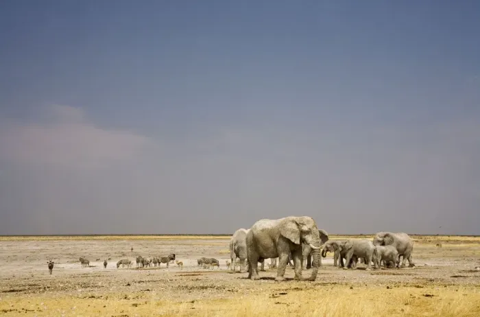 Framed Print : African Elephant - wide angle view at a water hole with plains game - Etosha National Park - Namibia - Africa Framed Print : African Elephant - wide angle view at a water hole with plains game - Etosha National Park - Namibia - Africa