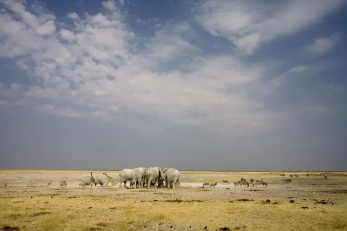 Framed Print : African Elephant - wide angle view at a water hole with plains game waiting - Etosha National Park - Namibia - Africa Framed Print : African Elephant - wide angle view at a water hole with plains game waiting - Etosha National Park - Namibia - Africa