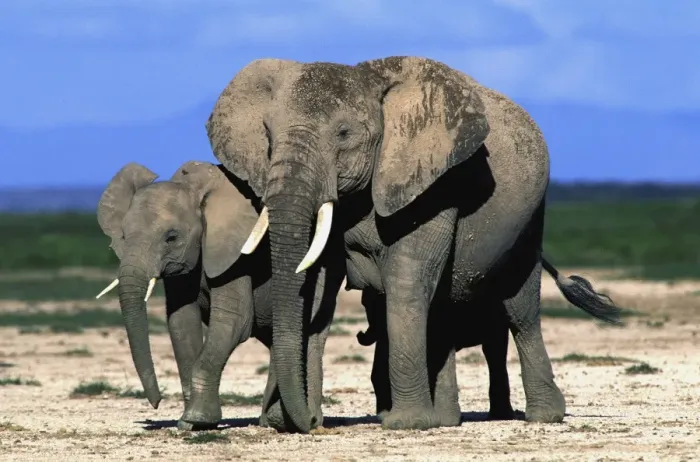 Framed Print : African Elephant With young Amboseli, Kenya Framed Print : African Elephant With young Amboseli, Kenya