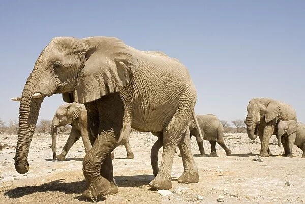 African Elephant Young bull in a family group Etosha National Park, Namibia, Africa