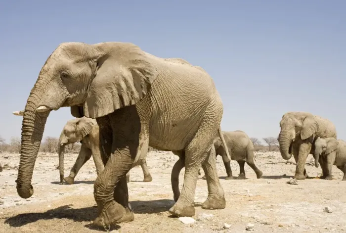 Framed Print : African Elephant Young bull in a family group Etosha National Park, Namibia, Africa Framed Print : African Elephant Young bull in a family group Etosha National Park, Namibia, Africa