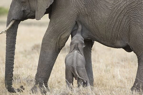 African Elephant - young calf (less than 3 weeks old) trying to suckle - Masai Mara Conservancy - Kenya