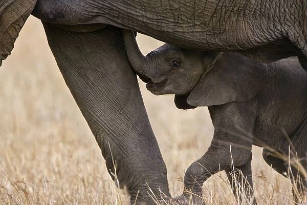 African Elephant - young calf trying to suckle - Masai Mara Conservancy - Kenya