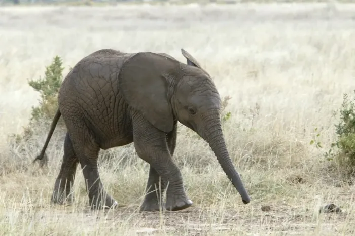 Framed Print : African Elephant - young. Kenya - Africa Framed Print : African Elephant - young. Kenya - Africa