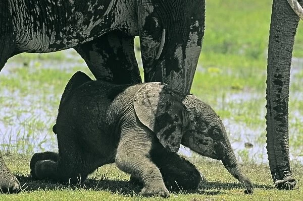 African Elephant - young with mother & aunt - Amboseli National Park - Kenya JFL16426