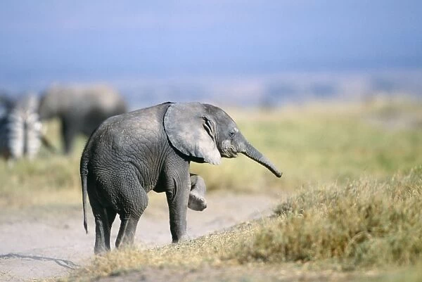 African Elephant - young scratching knee