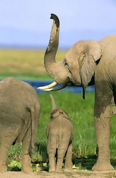 African Elephant - with young - using trunk to detect scents JFL11963