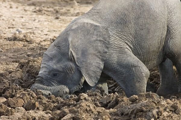African Elephant. Youngster digging in mud hole. Addo Elephant National Park, E. Cape, South Africa