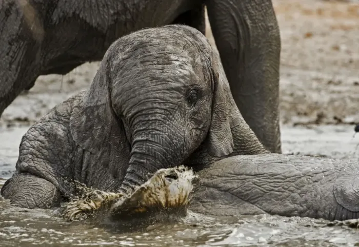 Framed Print : African Elephant - youngster playing in water pool - Etosha National Park - Namibia - Africa Framed Print : African Elephant - youngster playing in water pool - Etosha National Park - Namibia - Africa