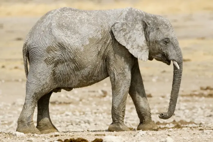 Framed Print : African Elephant - youngster resting in the mid day sun - Etosha National Park - Namibia - Africa Framed Print : African Elephant - youngster resting in the mid day sun - Etosha National Park - Namibia - Africa