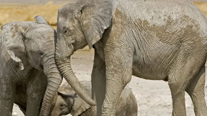 Framed Print : African Elephant - two youngsters greeting each other playfully - Etosha National Park - Namibia - Africa Framed Print : African Elephant - two youngsters greeting each other playfully - Etosha National Park - Namibia - Africa