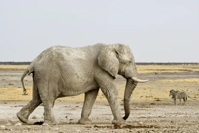 Framed Print : African Elephant - with Zebras in the background - Etosha National Park - Namibia - Africa Framed Print : African Elephant - with Zebras in the background - Etosha National Park - Namibia - Africa