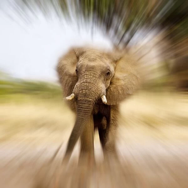 African Elephant-Zoomburst effect - Aba Huab River - Damaraland - Namibia - Africa