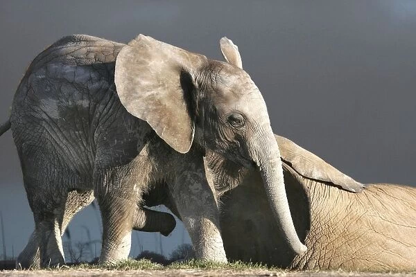 African Elephants - 2 babies playing. Captive