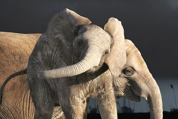 African Elephants - 2 babies playing. Captive
