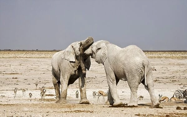 African Elephants -adults trunk-wrestling - Etosha National Park - Namibia - Africa