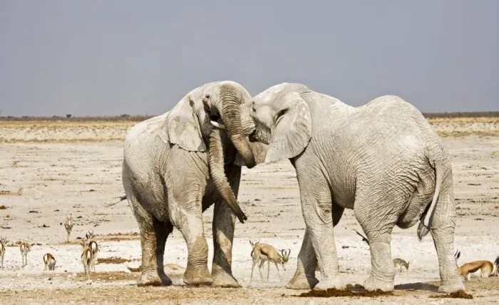 Framed Print : African Elephants - adults trunk-wrestling - Etosha National Park - Namibia - Africa Framed Print : African Elephants - adults trunk-wrestling - Etosha National Park - Namibia - Africa