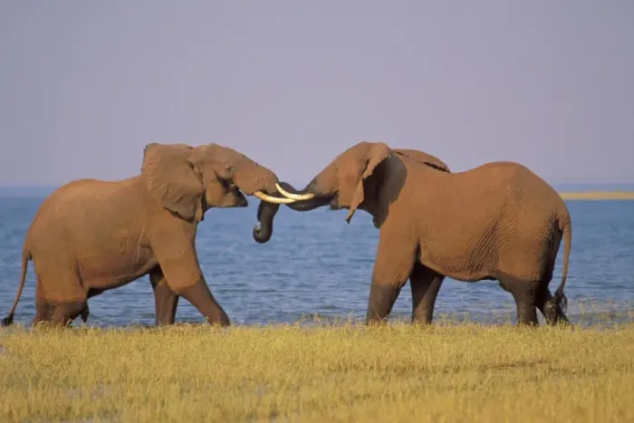 Framed Print : Two African Elephants - Bulls spar (mostly play with some dominance overtones). Along the shore of Lake Kariba, Zimbabwe, Africa. 3ME1129 Framed Print : Two African Elephants - Bulls spar (mostly play with some dominance overtones). Along the shore of Lake Kariba, Zimbabwe, Africa. 3ME1129