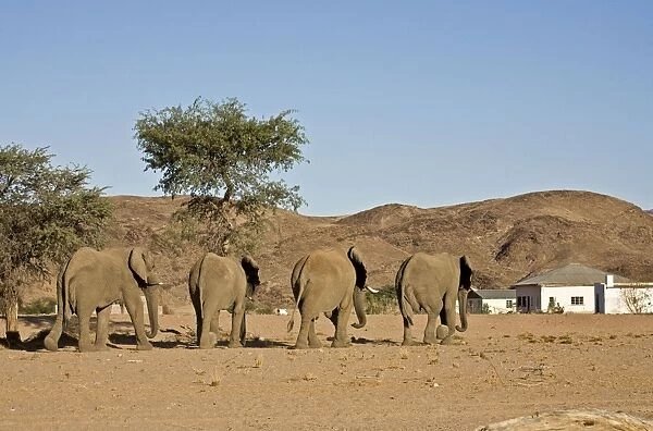 African Elephants - Desert adapted bulls approaching a human settlement Huab River, Damaraland, Western Namibia, Africa