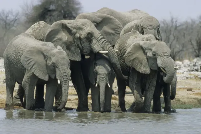 Framed Print : African Elephants - Drinking at waterhole Etosha National Park, Namibia, Africa MA001157 Framed Print : African Elephants - Drinking at waterhole Etosha National Park, Namibia, Africa MA001157