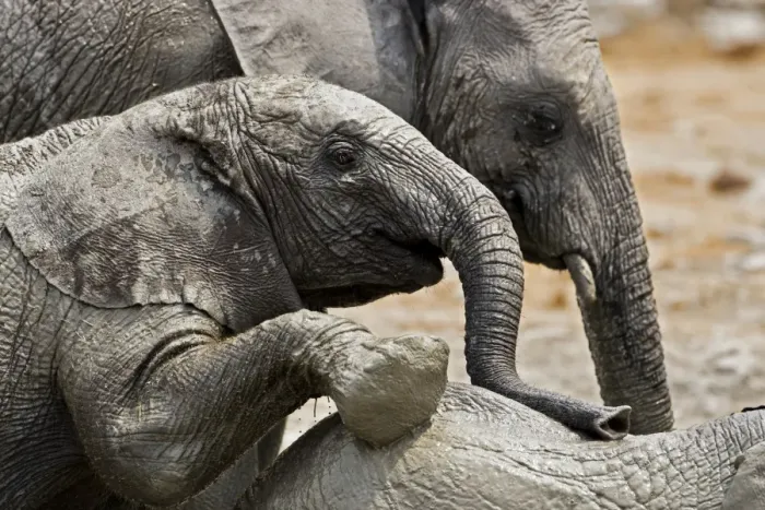Framed Print : African Elephants - Etosha National Park - Namibia - Africa Framed Print : African Elephants - Etosha National Park - Namibia - Africa