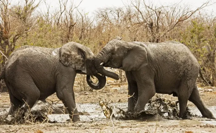 Framed Print : African Elephants - Etosha National Park - Namibia - Africa Framed Print : African Elephants - Etosha National Park - Namibia - Africa