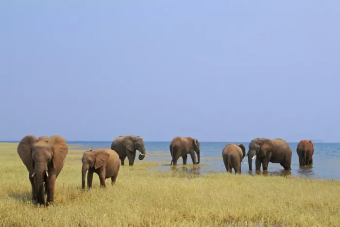 Framed Print : African Elephants - Feeding. Lake Kariba, Matusadona National Park, Zimbabwe, Africa. 3ME1117 Framed Print : African Elephants - Feeding. Lake Kariba, Matusadona National Park, Zimbabwe, Africa. 3ME1117