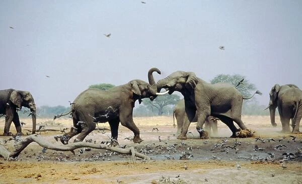 African Elephants - Fighting in waterhole during the dry season - Savuti - Botswana - Africa