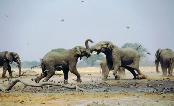 Framed Print : African Elephants - Fighting in waterhole during the dry season - Savuti - Botswana - Africa