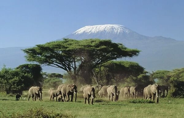 African Elephants FL 1715 Mount Kilimanjaro, Tanzania. Amboseli National Park, Kenya. Loxodonta africana © Ferrero-Labat  /  ARDEA LONDON