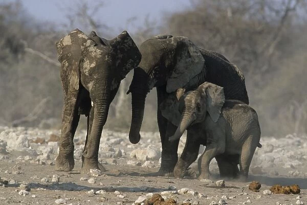 African Elephants - Helping calf stand up Etosha National Park, Namibia, Africa MA001158