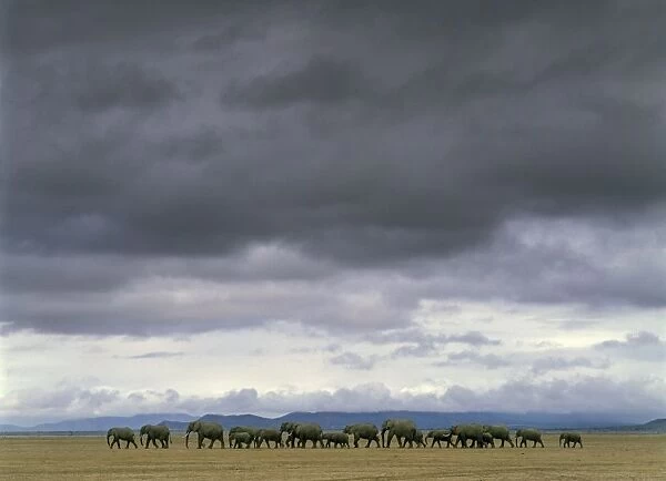 African Elephants - herd walking. Salt Lake - Amboseli National Park - Kenya - Africai. There is an unusually rich salt and mineral content in the soil which is killing the trees and habitat