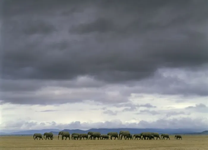 Framed Print : African Elephants - herd walking. Salt Lake - Amboseli National Park - Kenya - Africai. There is an unusually rich salt and mineral content in the soil which is killing the trees and habitat Framed Print : African Elephants - herd walking. Salt Lake - Amboseli National Park - Kenya - Africai. There is an unusually rich salt and mineral content in the soil which is killing the trees and habitat