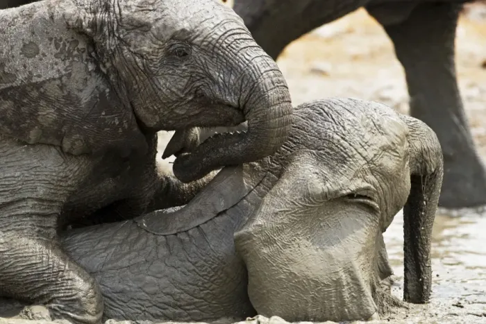 Framed Print : African Elephants - Juveniles playing / mud bathing - Etosha National Park - Namibia - Africa Framed Print : African Elephants - Juveniles playing / mud bathing - Etosha National Park - Namibia - Africa