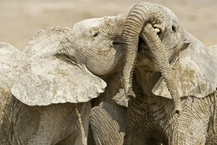 Framed Print : African Elephants - Juveniles Trunk-wrestling - Etosha National Park - Namibia - Africa Framed Print : African Elephants - Juveniles Trunk-wrestling - Etosha National Park - Namibia - Africa