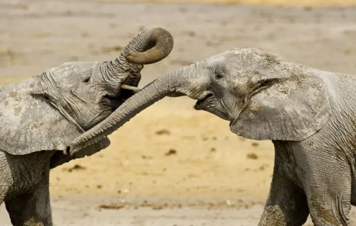 Framed Print : African Elephants - Juveniles Trunk-wrestling - Etosha National Park - Namibia - Africa Framed Print : African Elephants - Juveniles Trunk-wrestling - Etosha National Park - Namibia - Africa