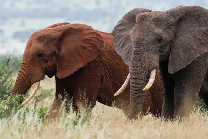 Framed Print : Two African elephants, Loxodonta africana, one of them red for the color of the Tsavo's soil, Tsavo, Kenya. Date: 14-12-2017 Framed Print : Two African elephants, Loxodonta africana, one of them red for the color of the Tsavo's soil, Tsavo, Kenya. Date: 14-12-2017